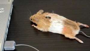 mouse mouse mod image thumb
