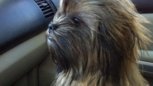 star wars chewbacca riding shotgun
