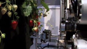 Strawberry picking robot