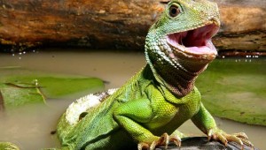 Chinese Water Dragon - Physiognathus cocincinus