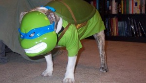 Teenage Mutant Ninja Dog