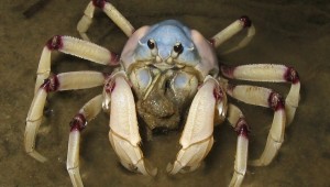 Australian Soldier Crab