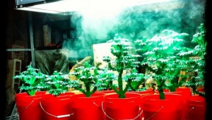 marijuana lego exhibition