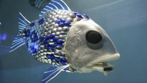 shoal fish