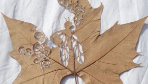 leaf bug