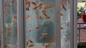 Goldfish Phone Booth 2