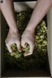 hops