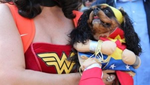 wonder dog