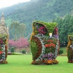 Amazing Owls of Thailand