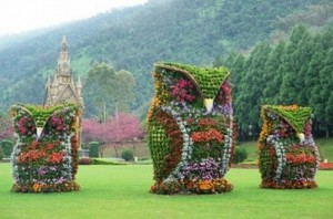 Amazing Owls of Thailand