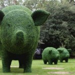 Hedge-Hogs