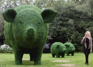Hedge-Hogs