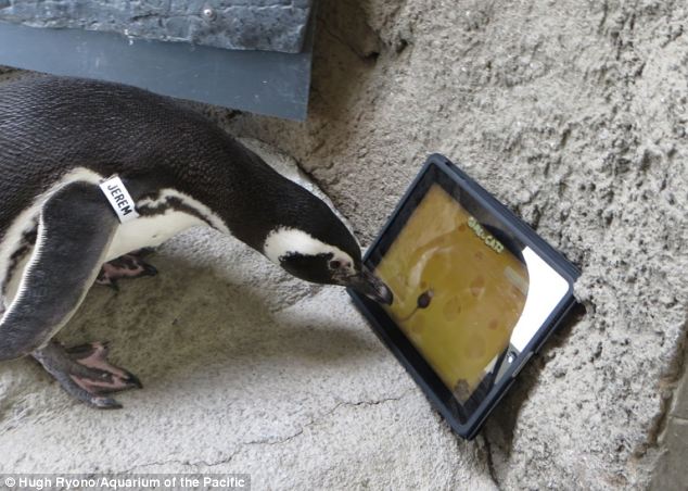 penguin ipad game 1