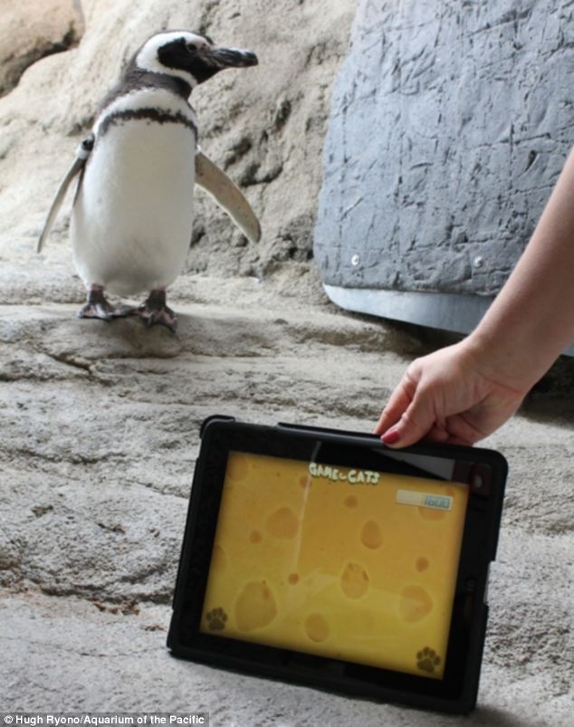 penguin ipad game 3