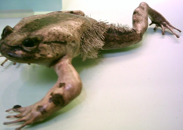 wolverine frog 1