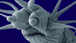 Marine Worm