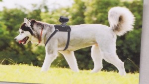 Sony Action Cam Pet Mount 2