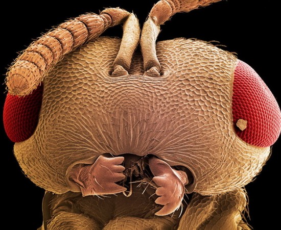 Wasp Head