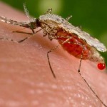 Mosquito Genetic Mutation