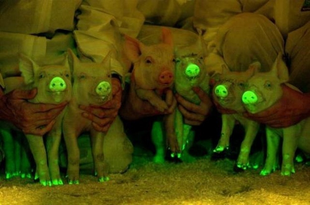 Glowing Pigs