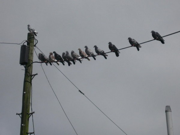 Birds_on_a_Wire_-_geograph.org.uk_-_551515