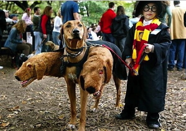 Harry Potter & Fluffy