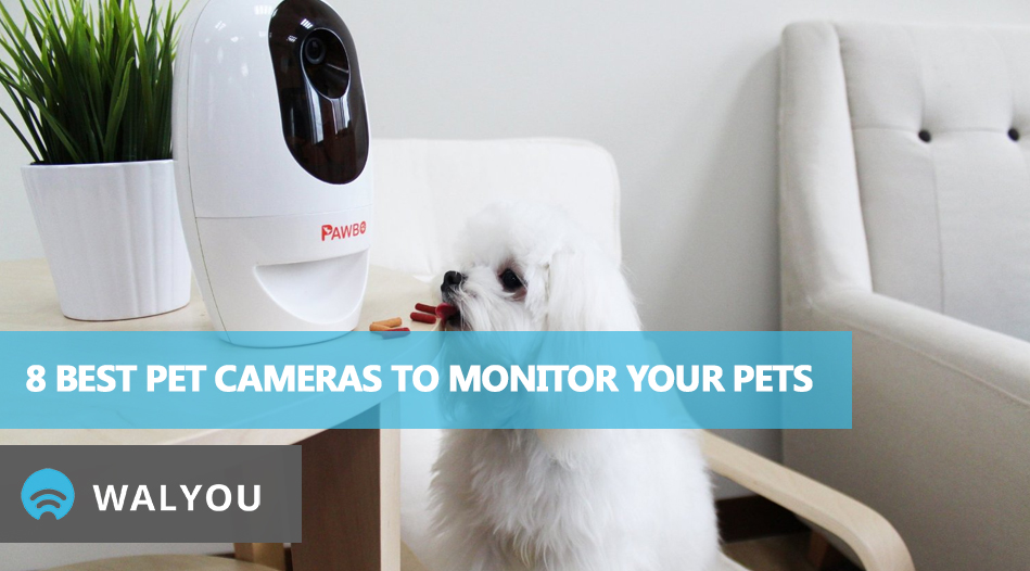 8-best-pet-cameras-to-monitor-your-pets