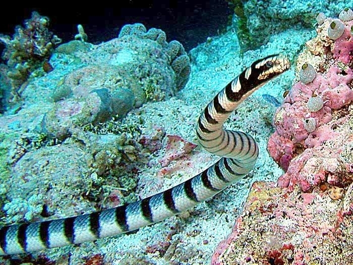Belcher's sea snake