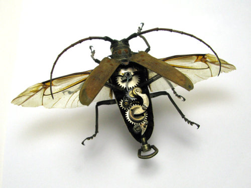 Beetle Dicra