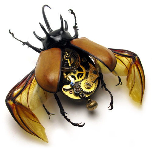Beetle Dicra