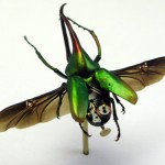 Beetle1