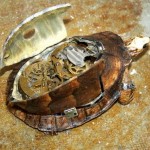 mechanical fixed turtle sculpture2