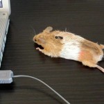 5 mouse mouse