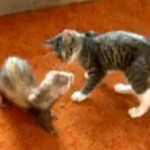 best ferret videos ever