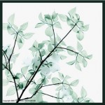 Amazing_X_Ray_Art_Plant_10