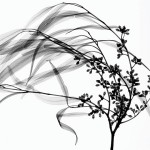 Amazing_X_Ray_Art_Plant_4