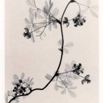 Amazing_X_Ray_Art_Plant_7