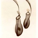 Amazing_X_Ray_Art_Plant_8