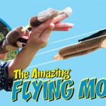 flying-monkey