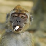 funny smoking monkey
