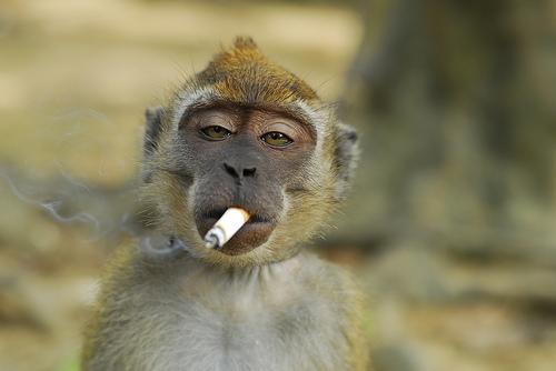 funny smoking monkey - Walyou