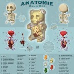 gummy bear anatomy design image