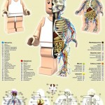 lego figurines anatomy design image