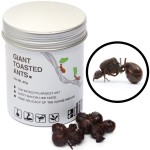 Edible Giant Toasted Leafcutter Ants 1