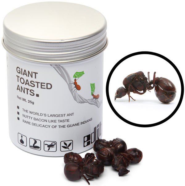 Edible Giant Toasted Leafcutter Ants 1