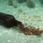 octopus living in a beer bottle