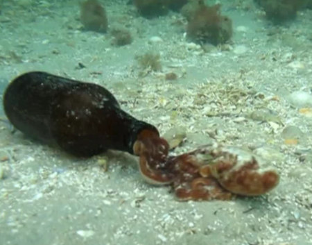 octopus living in a beer bottle