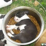 puppies food napping