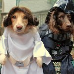 Star_Wars_Animals_in_Costumes_24