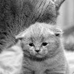 Sad Kitten 1